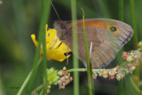 Meadow Brown, RSPB Loch Lomond