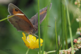 Meadow Brown, RSPB Loch Lomond