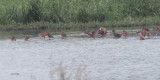 Black-tailed Godwits, RSPB Barons Haugh, Clyde