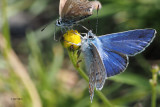 Common Blue, Frankfield Loch, Glasgow