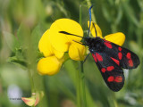 Six-spot Burnet, Frankfield Loch, Glasgow