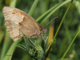 Meadow Brown, Frankfield Loch, Glasgow