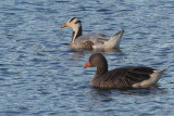 Bar-headed Goose