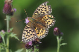 Dark Green Fritillary, Glen Douglas