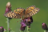 Dark Green Fritillary, Glen Douglas