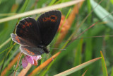 Scotch Argus, Glen Douglas