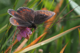 Scotch Argus, Glen Douglas