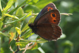 Scotch Argus, Glen Douglas