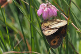 Scotch Argus, Glen Douglas