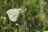 Green-veined White, Glen Douglas
