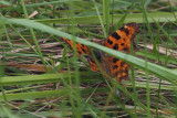Comma, RSPB Loch Lomond