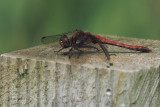 Common Darter, RSPB Barons Haugh, Clyde