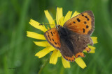 Small Copper, Ring Point, RSPB Loch Lomond