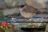 Blackcap, Sumburgh Hotel