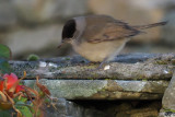 Blackcap, Sumburgh Hotel