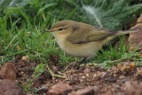 Chiffchaff, Quendale Quarry