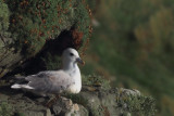 Fulmar, Compass Head