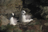 Fulmar, Sumburgh Head