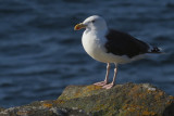 Great Black-backed Gull, Sumburgh Head