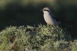 Great Grey Shrike, Grutness