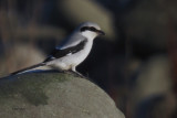 Great Grey Shrike, Grutness