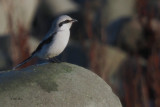 Great Grey Shrike, Grutness