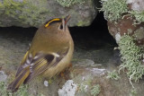 Goldcrest, Sumburgh Farm