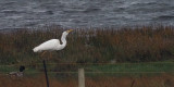 Great White Egret, Loch of Spiggie