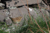 Lanceolated Warbler, Sumburgh Head