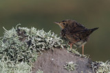 Lanceolated Warbler, Sumburgh Head