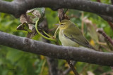 Tennessee Warbler, Burravoe-Yell