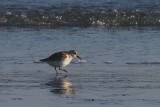 Sanderling, Grutness
