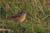 Redstart, Sumburgh Farm