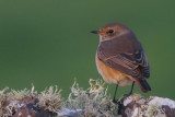 Redstart, Sumburgh Farm