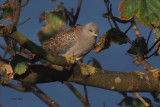 Turtle Dove, Cauldhame by Scalloway