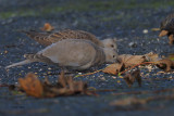 Turtle Dove, Cauldhame by Scalloway
