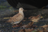 Turtle Dove, Cauldhame by Scalloway