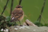 Wheatear, Quendale Mill