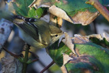 Yellow-browed Warbler, Sumburgh Hotel