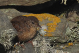 Wren, Sumburgh Head