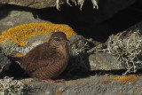 Wren, Sumburgh Head