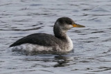 Red-necked Grebe, Hogganfield Loch, Glasgow