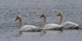 Whooper Swans, RSPB Barons Haugh, Clyde