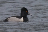 Ring-necked Duck, Kilmardinny Loch, Clyde