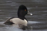 Ring-necked Duck, Kilmardinny Loch, Clyde