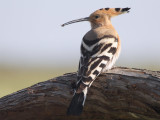 Hoopoe (Eurasian Hoopoe)