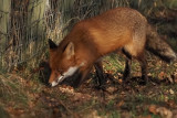 Fox, Loch Lomond NNR, Clyde