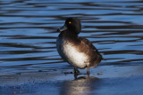 Tufted Duck, Hogganfield Loch, Glasgow