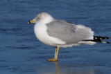 Ring-billed Gull, Strathclyde CP, Clyde