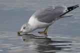 Ring-billed Gull, Strathclyde CP, Clyde